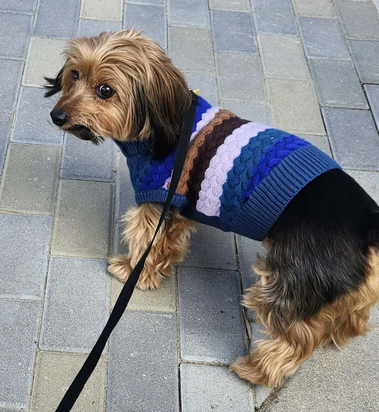 Christopher, a small tan and black terrier mix in a striped sweater, on a leash on a paved walkway, looking off to the side