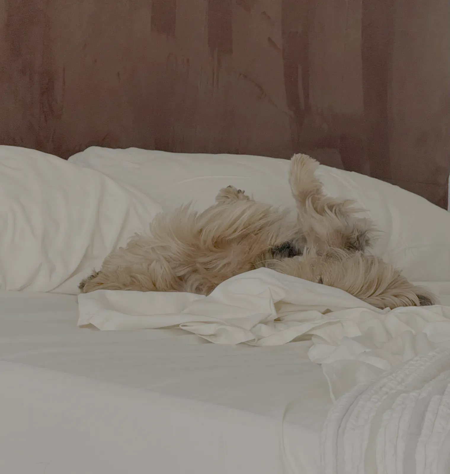 Christopher, a small tousled-haired dog, mid-stretch on the couch, completely unbothered