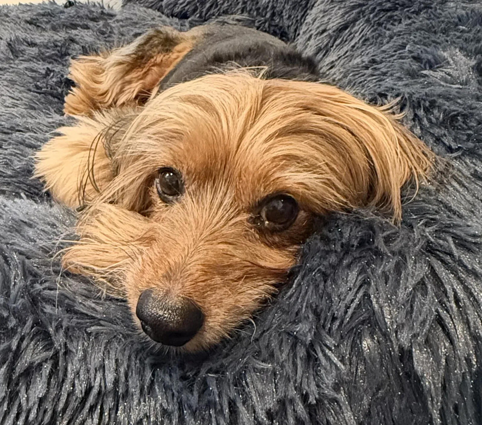 Christopher the dog napping peacefully on a fluffy grey blanket