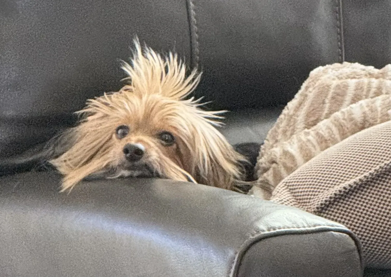 Christopher, a small tousled-haired dog, peeking curiously over the arm of a couch