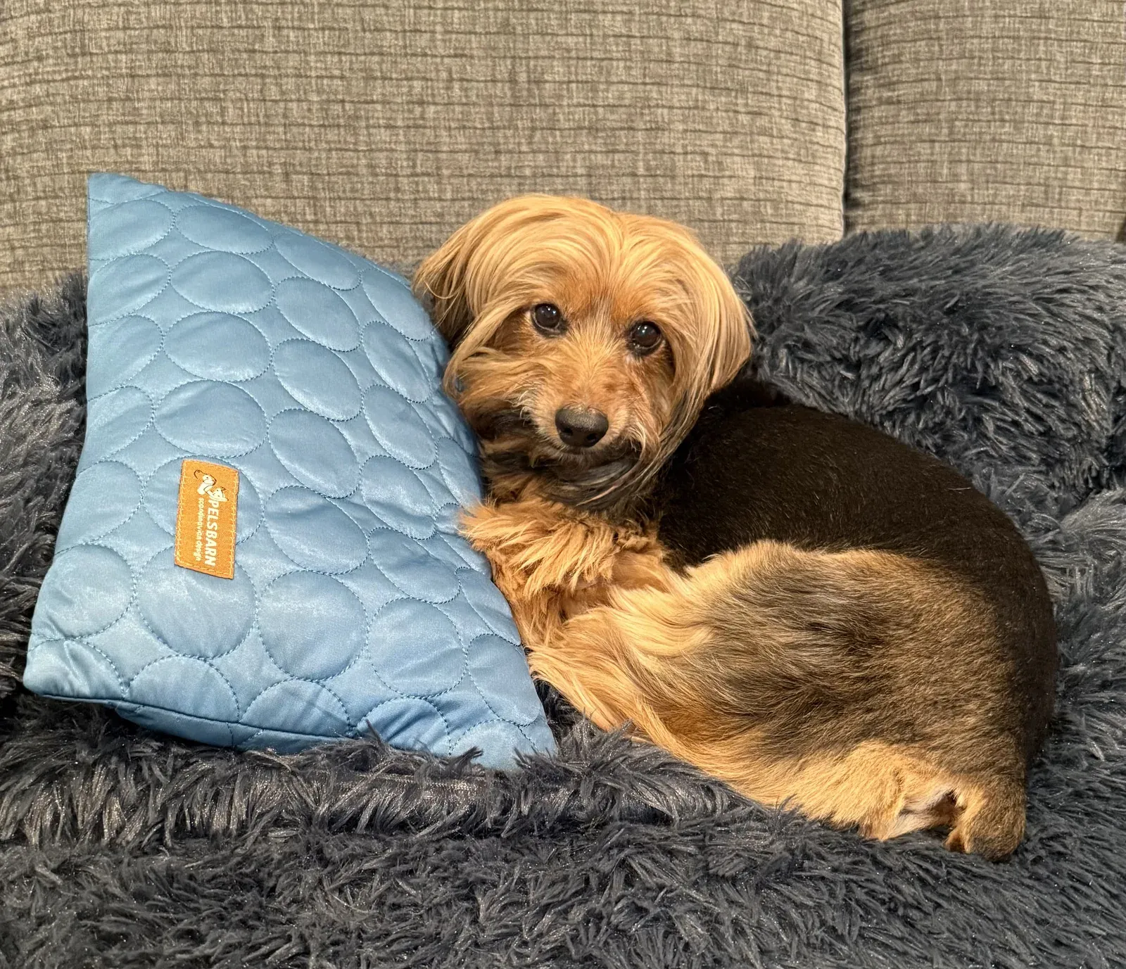 Christopher curled up on a blue pillow on the couch, looking at the camera.
